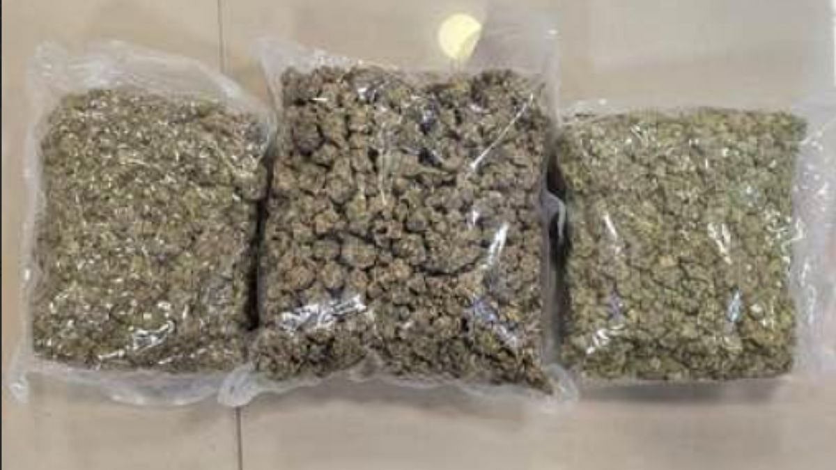 Mumbai Airport Customs Bust International Drug Syndicate, Arrest 19-Year-Old With 16 Kg Hydroponic Weed