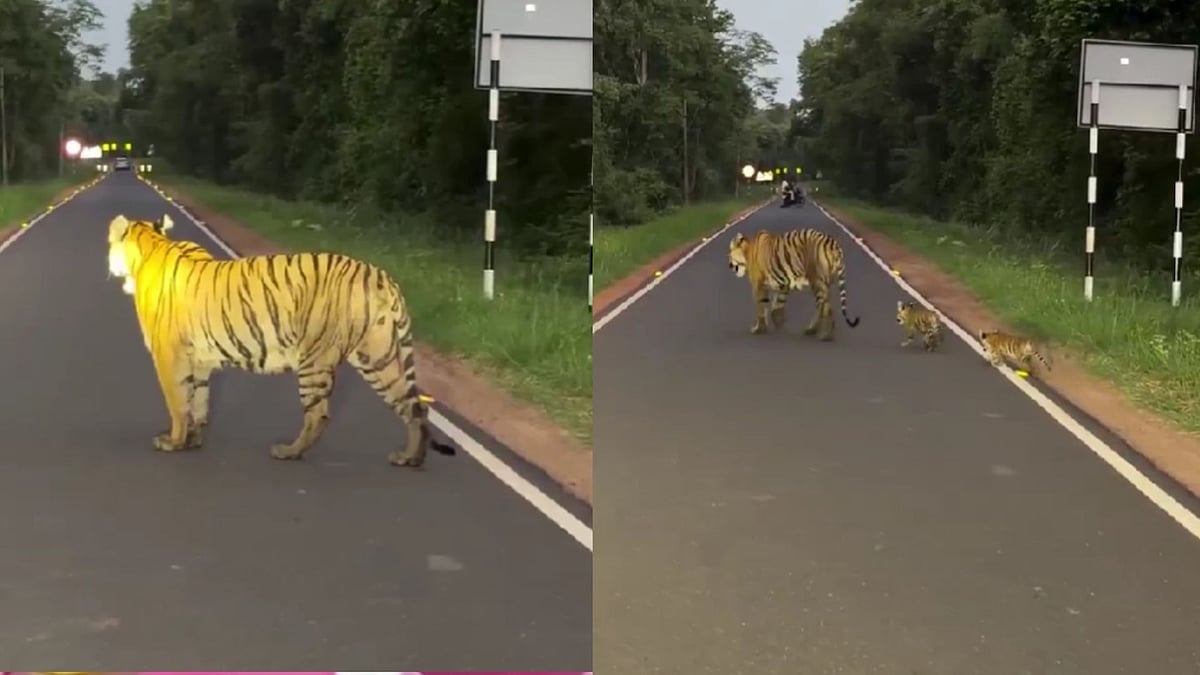 Mother Tiger And Cubs Spotted Walking On Road Near Tadoba, Viral Video Delights Wildlife Lovers - WATCH 