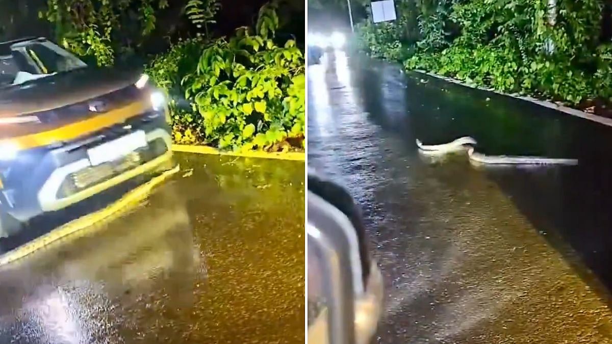 Watch: Speeding Car Runs Over Python As Vehicles Wait For It To Cross Road