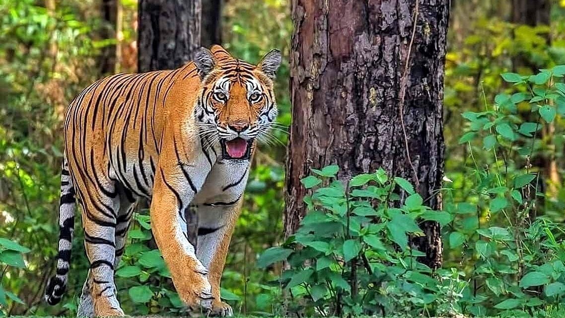 Tiger Drags Woman 300 Metres, Kills Her In Kanha Buffer Village Of Balaghat