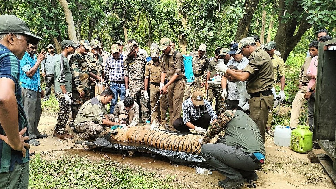 Kanha Rescues Tigress That Killed Woman In Balaghat, Shifts It To Van Vihar