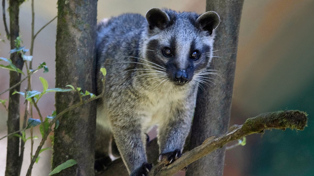 Asian palm civet