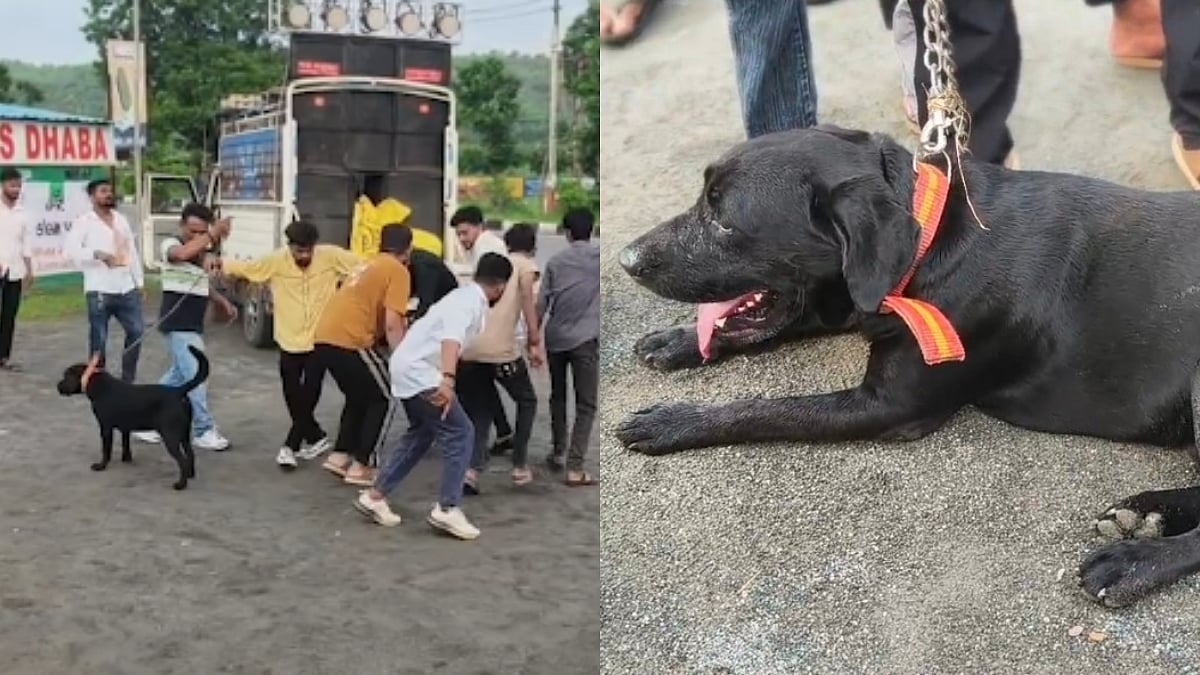 Missing Dog Returns Home After 3.5 Months; Gujarat Owner Walks 60-Km to Fulfil Ambaji Temple Vow | WATCH