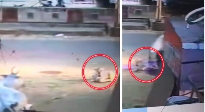 Loader Runs Over Calf Sitting Beside Its Mother On Roadside In MP's Chhatarpur| VIDEO