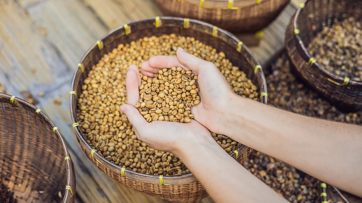 Luwak Coffee