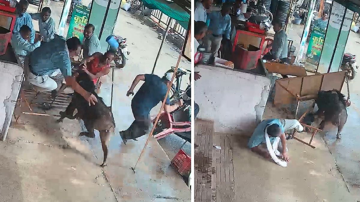 Caught On Camera: Ferocious Wild Boar Mauls Man Standing At Tea Stall In Maharashtra's Bhandara