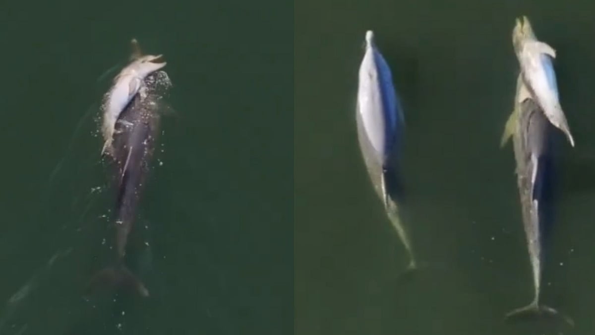 Heartbreaking Visuals! Mother Dolphin Carries Dead Calf For Six Days; Viral Video Sparks Conversation On Animal Grief