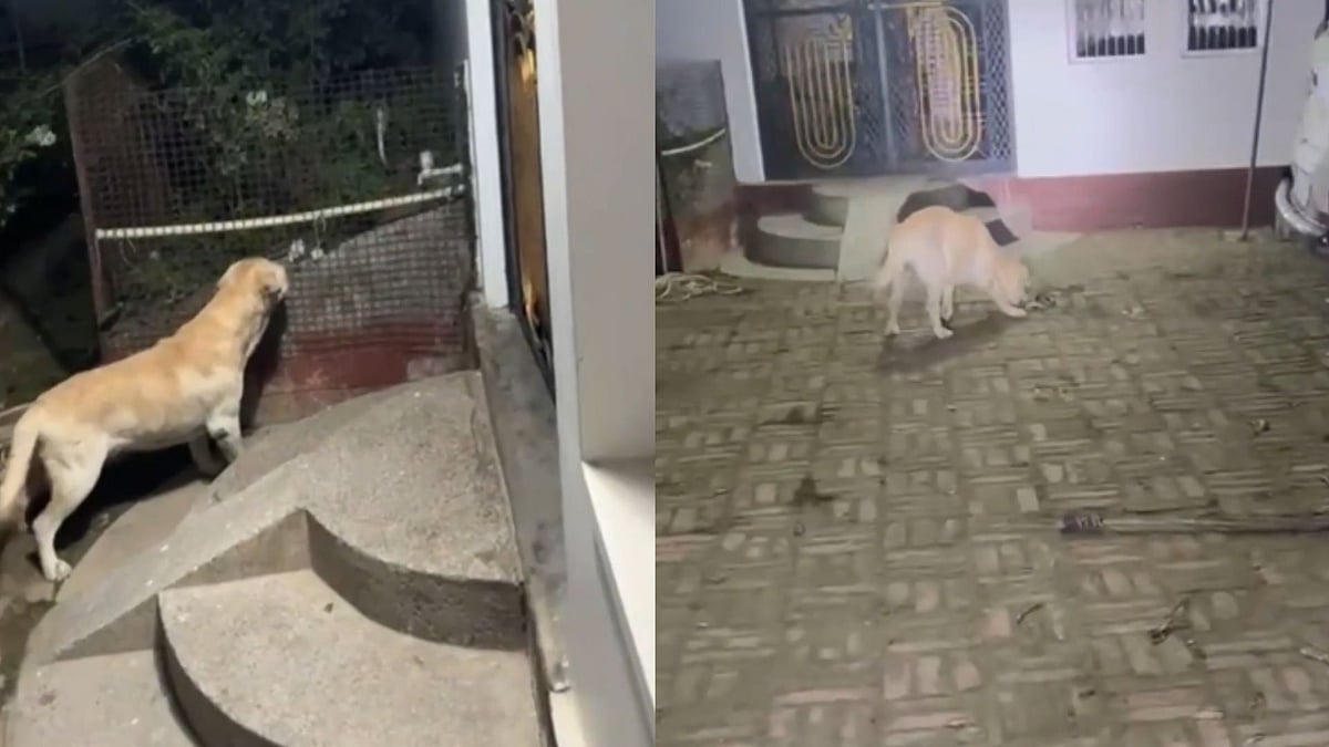WATCH! Pet Dog Dies Saving Family From Venomous Snake In Uttar Pradesh's Ballia, Leaves Community Heartbroken