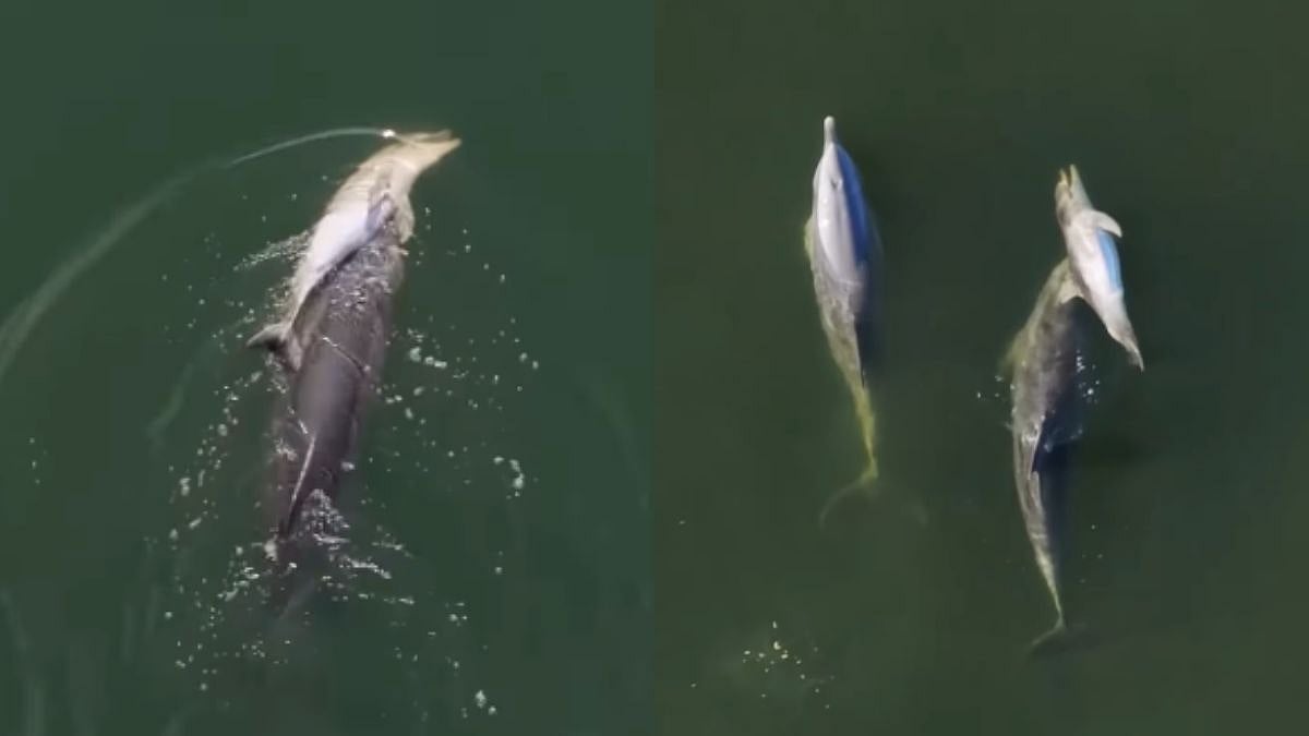 Mother Dolphin Carries Dead Calf For 6 Days In Heartbreaking Mourning Ritual, Viral Video Leaves Internet Emotional