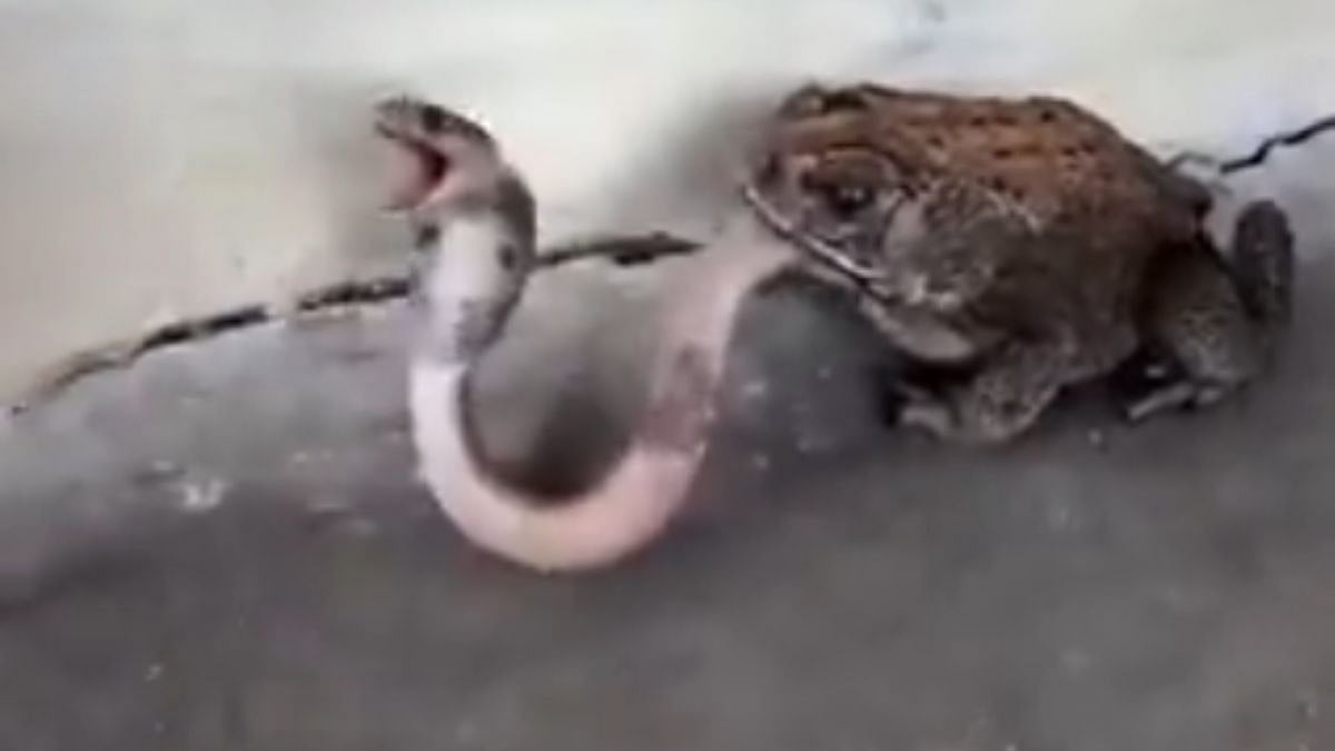 Predator Turns Prey: Frog Traps Cobra In Rare Chhatrapati Sambhajinagar Wildlife Encounter | Video