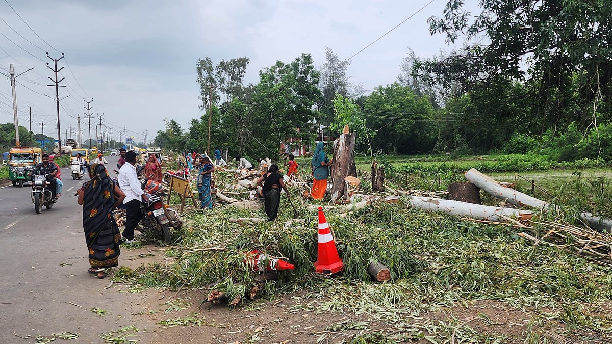 Bhopal Residents Question Tree Felling Near St Montfort School In Patel Nagar