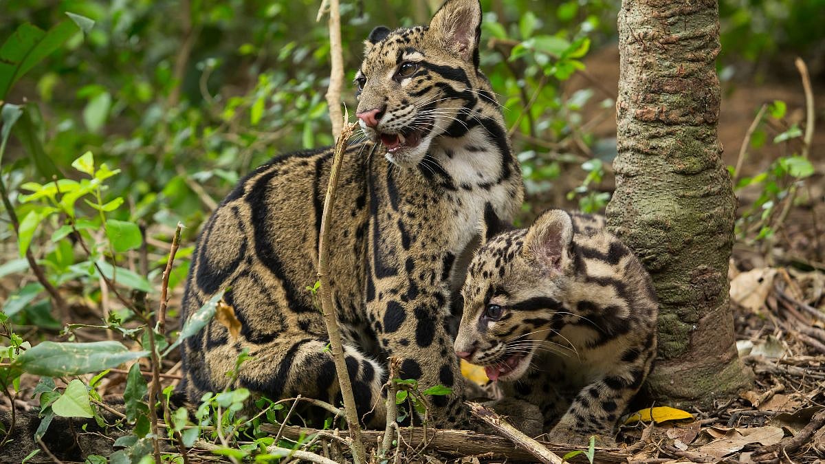 Mission Clouded Leopard: Meghalaya Government Unveils Dedicated Conservation Programme To Protect Its State Animal 
