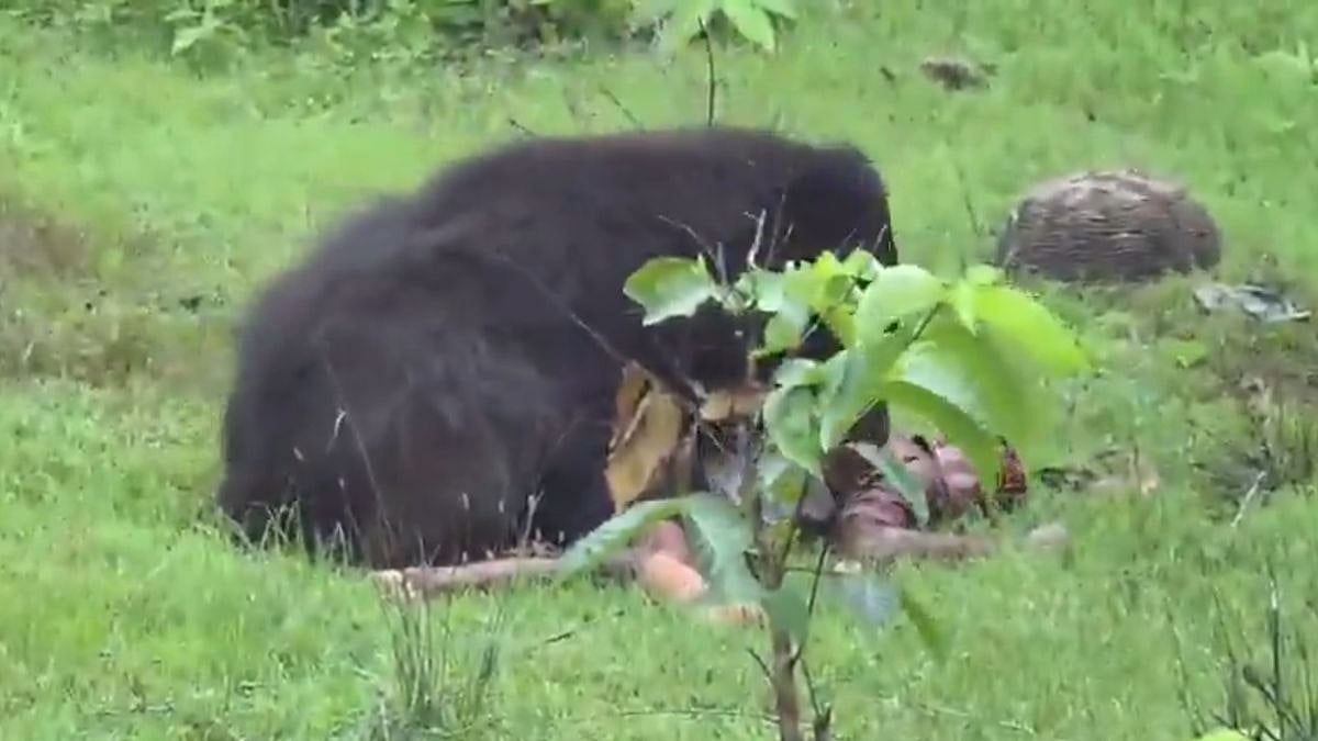 Siblings Killed, 3 Others Injured In Bear Attack In Chhattisgarh’s Kanker | Video