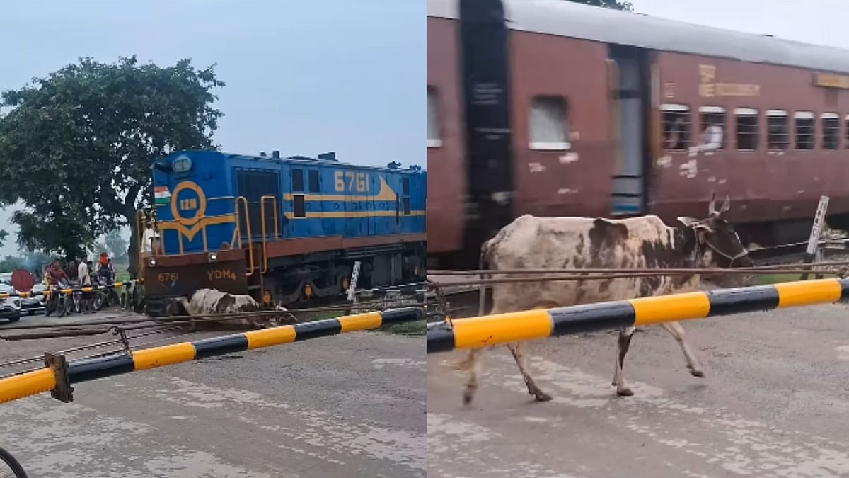 'Saawan Ka Chamatkar': Cow Gets Hit By Speeding Train In Uttar Pradesh, Walks Away Unharmed - VIDEO 