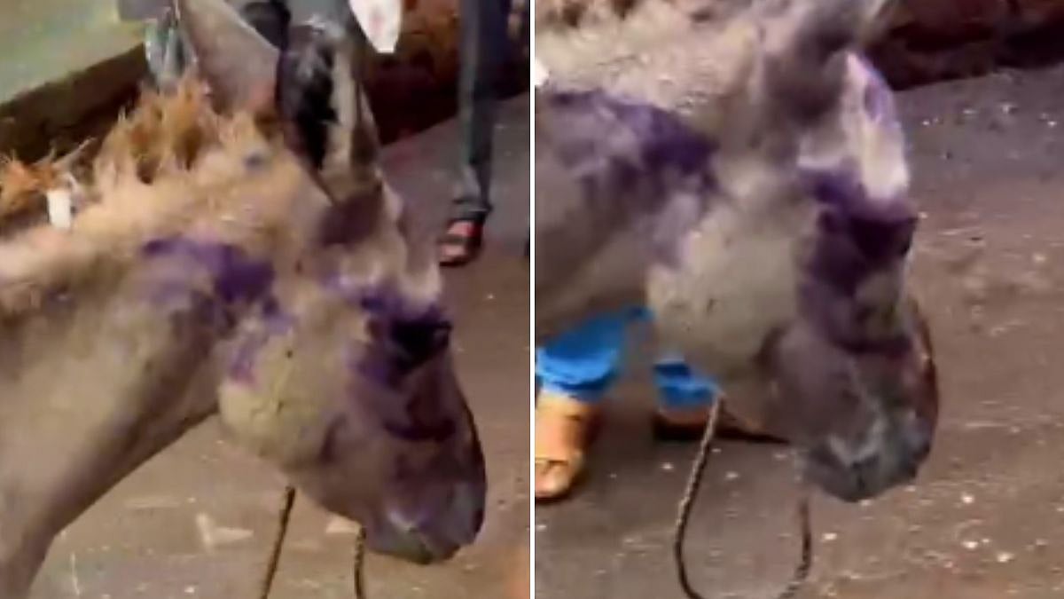 Animal Rights Activist Slams Use Of Donkey During Protest Led By NCP Leader Zeeshan Siddique's Supporters