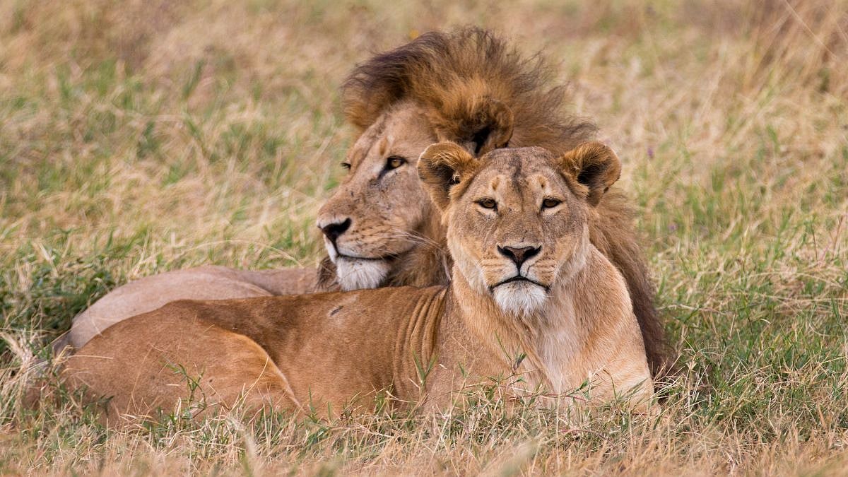 Extreme Heat Kills Three Lions At Tokyo Zoo, Dehydration Suspected As Cause