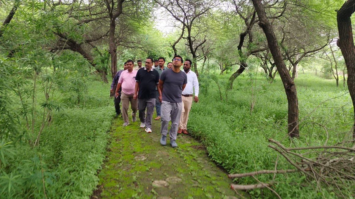 Curbing Soil Erosion: Indore Municipal Corporation Banks On Bamboo