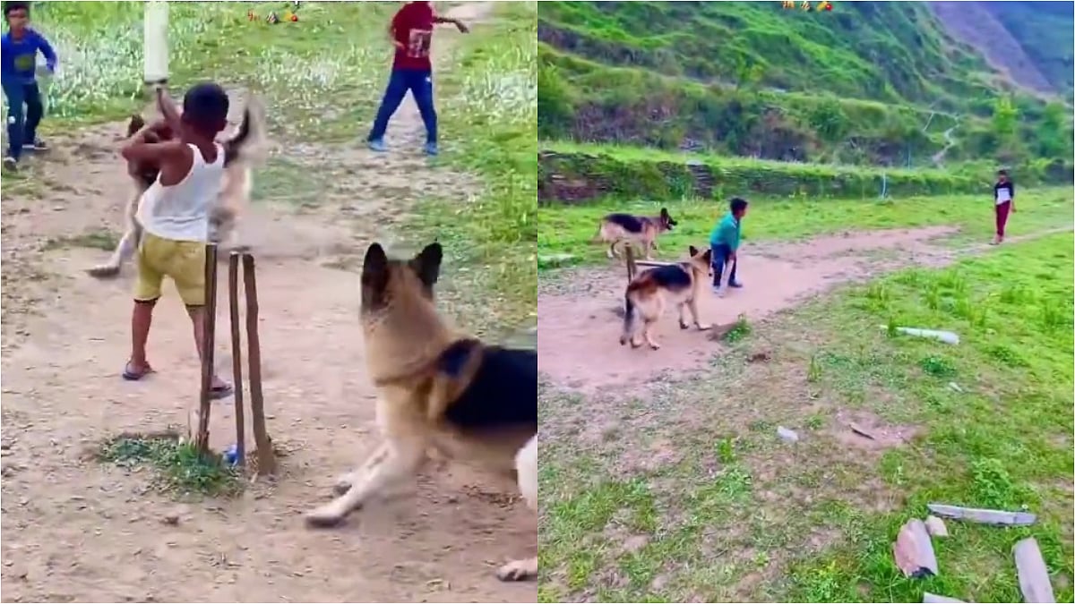 Dogs Keep Wicket, Take Stunning Catches As Kids Overcome Player Shortage During Cricket Match In Hilly Village; Cute VIDEO Surfaces