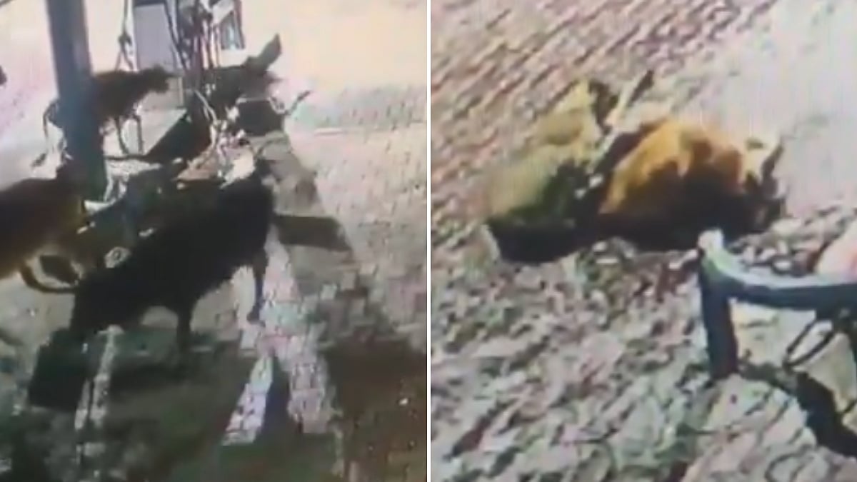 Video: Leopard Kills Calf Near Petrol Pump In Uttarkashi, CCTV Captures Attack