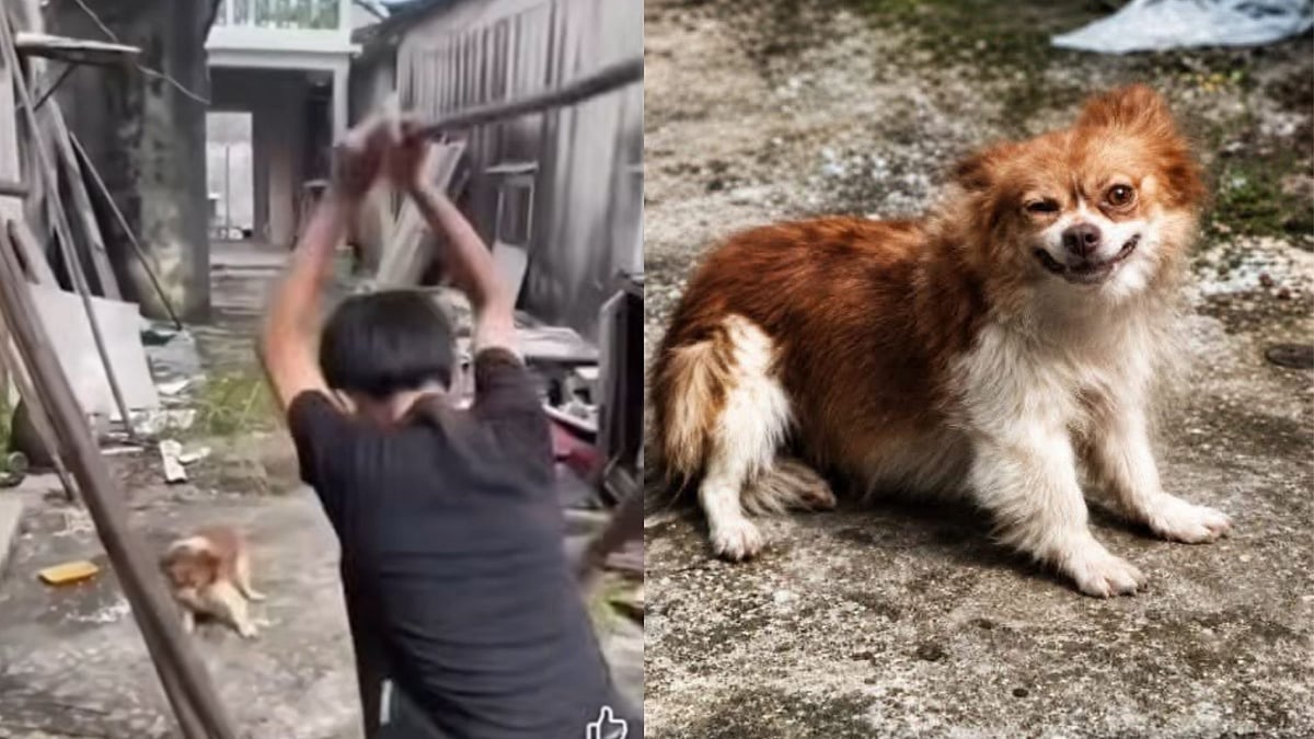 Wang Wang dog abuse outrage