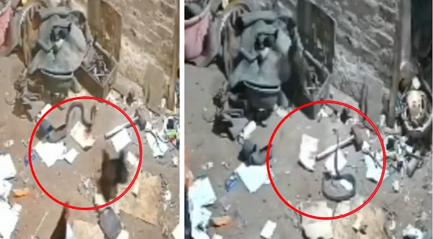 Mumma Hen Fights Venomous Snake After Five Chicks Go Missing From Scrapyard In MP's Seoni | Video