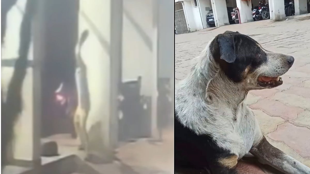 Brutal! Man Seen Smashing Resting Stray Dog's Head With Stone In Mumbai's Agripada; Animal Dies
