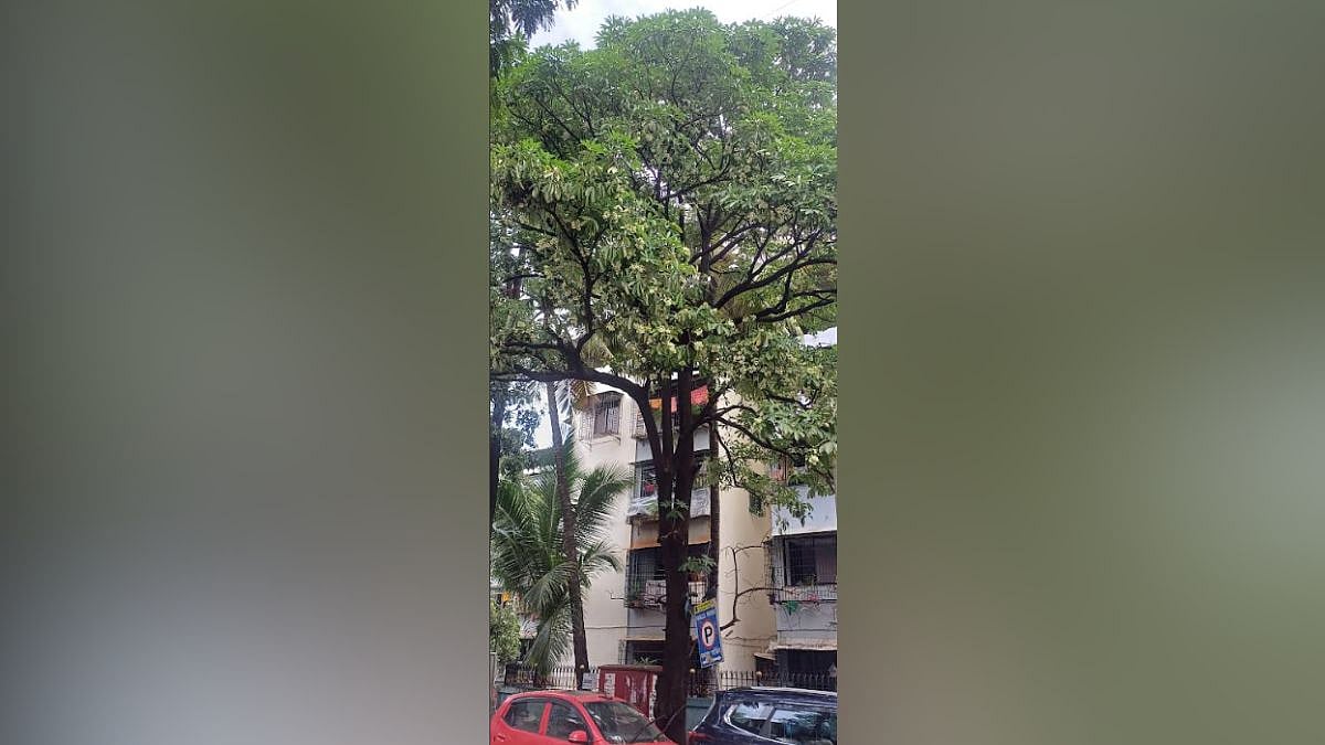 Unseasonal Bloom Of Saptaparni Trees In Thane Sparks Climate Change Concerns