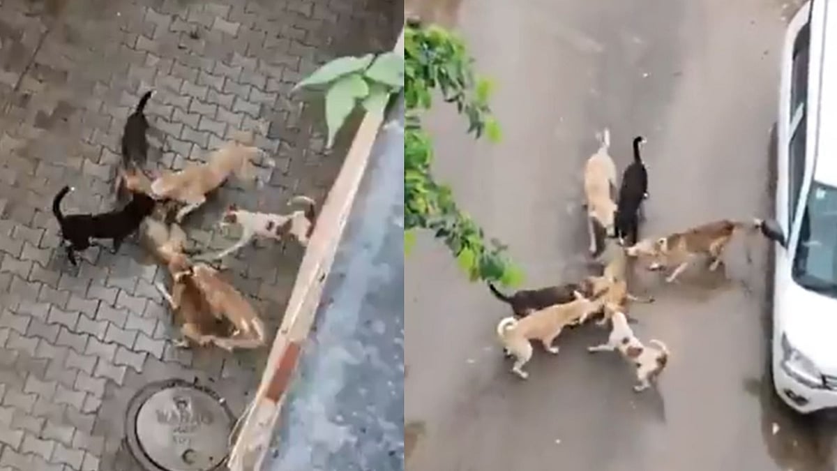 Viral Video: Pack Of Stray Dogs Kill Brutally Monkey In Agra's Kamla Nagar, Raising Safety Concerns Among Residents