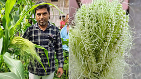 One Plant, 28 Cobs! Rare Maize Phenomenon In MP's Sardarpur Draws Crowds, Baffles Agricultural Expert