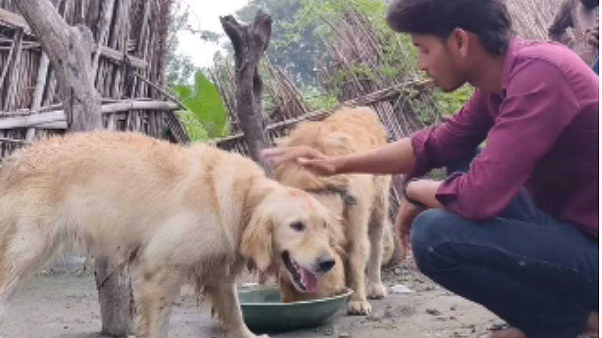 Heartwarming VIDEO: 2 Golden Retrievers Bravely Swim Across Border Amid Tragic Nepal Flash Floods, Rescued By UP Villagers | VIDEO