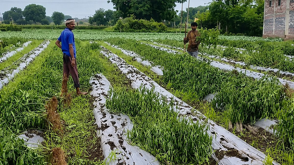 Viral Disease Ravages Chilli Crops, Farmers Uproot Plants As Losses Mount In MP’s Barwani