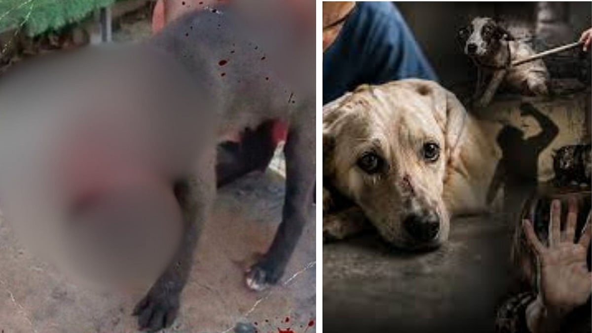 Brutal! Puppy ‘Munna’ Suffers Severe Facial Burns In Acid Attack In Indore; Disturbing Visuals