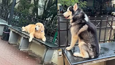 'Log Yaha Exercise Karte Hai': Woman Objects To Pet Dogs Using Resting Benches In Thane Society - WATCH 