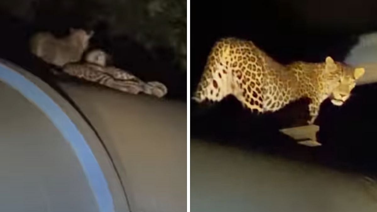 Mumbai: 2 Leopards Spotted In Bhandup Complex Forest Area; Video Surfaces Online