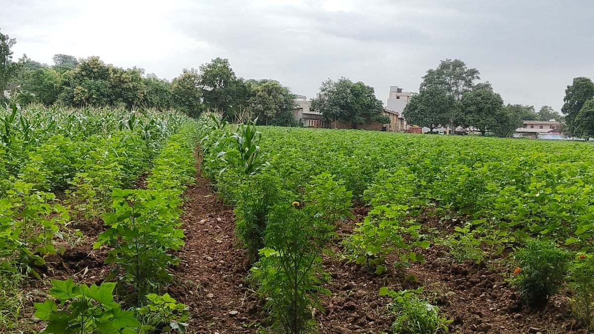 Monsoon Deficit Hits MP’s Kukshi; Bagh Records 279 MM Shortfall As Farmers Await September Rain