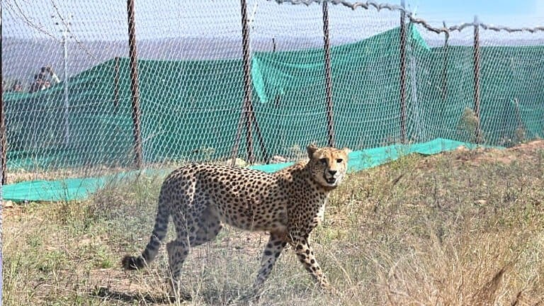 Zambia Follows MP’s Kuno Model For Cheetahs, Plans 2,000-Hectare Soft Release Boma