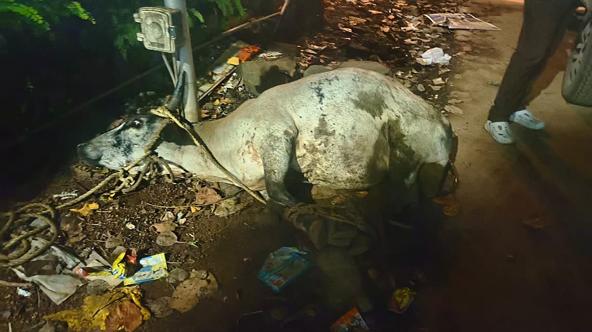 Mother Cow Guards Newborn Calf From Stray Dog Attack Near Khopoli Railway Station