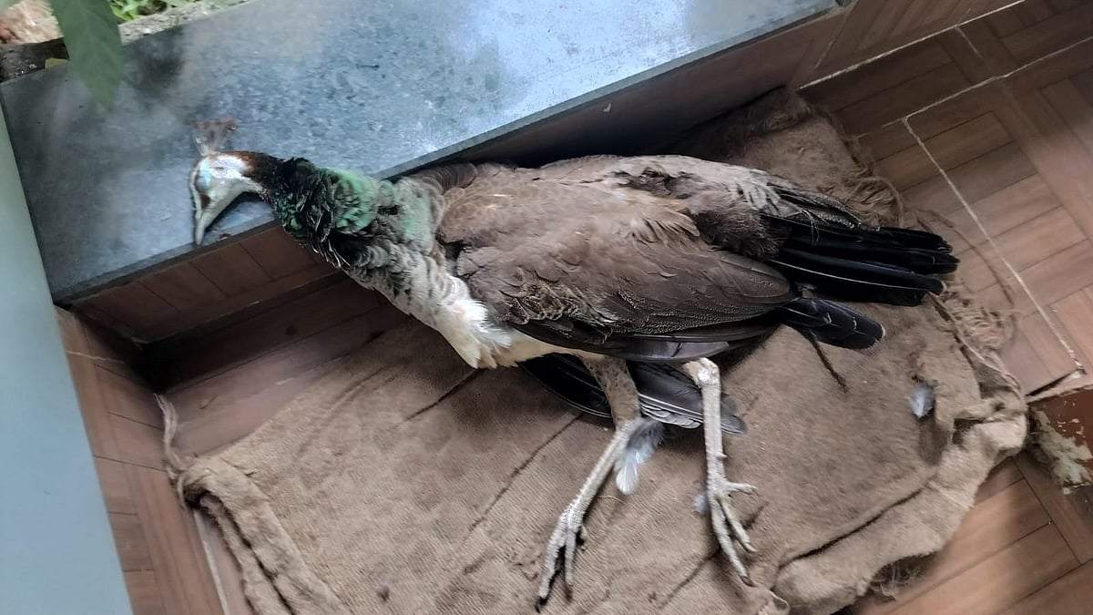 Nashik: Female Peafowl Dies After Falling Near Panchavati Police Station