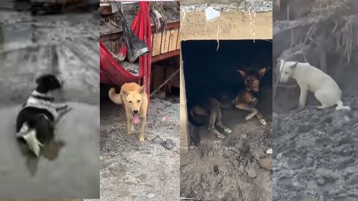 Heartbreaking Visuals! Loyal Nepal Dogs Wander Amid Debris Searching For Caretakers Missing After Devastating Flash Floods - WATCH 