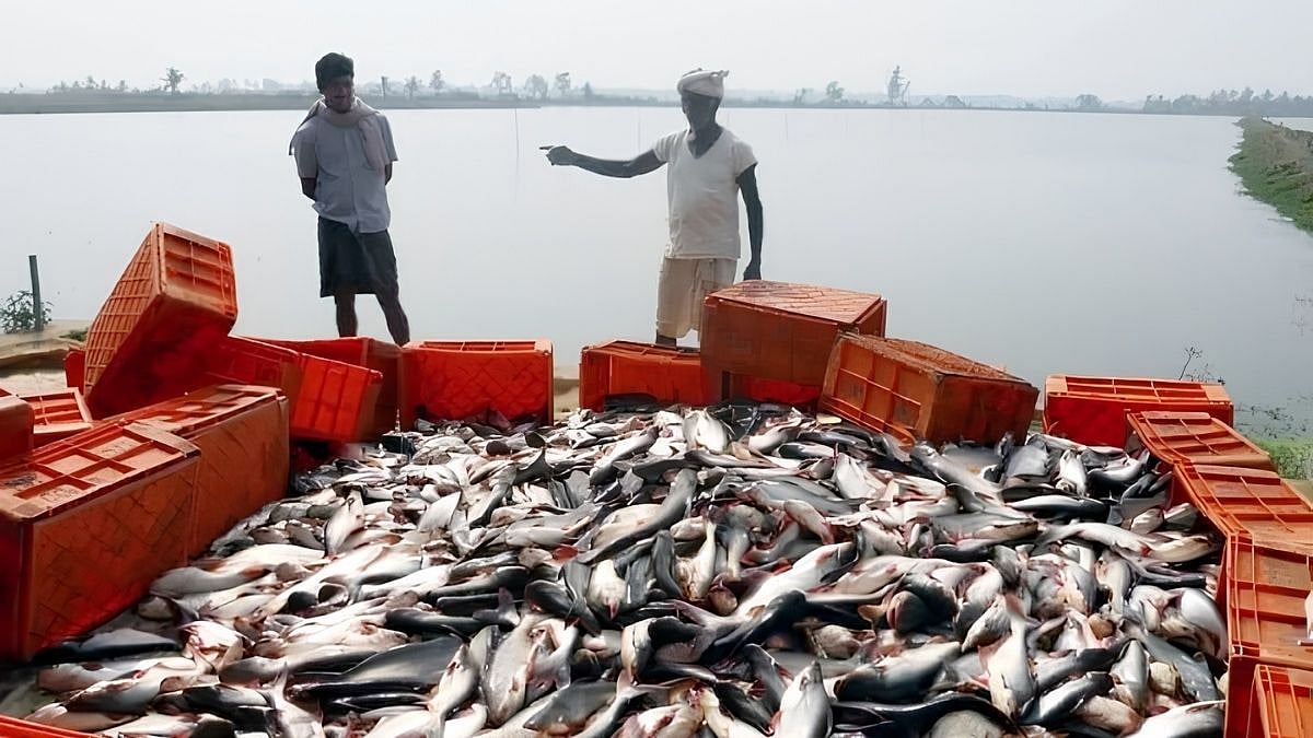 Nepal Flash Floods Bring Unknown Fish To Bihar; Government Advises People Against Consumption