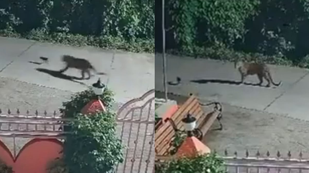 WATCH: Leopard Catches Puppy In Palghar, Then Lets It Go Unharmed In Unusual CCTV Encounter
