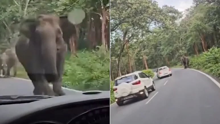 WATCH: Kerala Family Narrowly Escapes As Aggressive Elephant Charges At Vehicle On Sulthan Bathery-Gundlupet Road