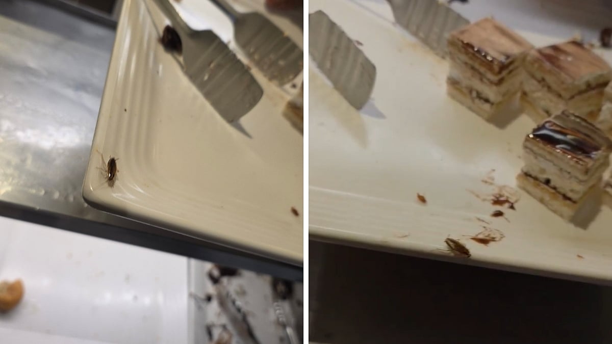 Cockroach Spotted On Dessert Plate At Barbeque Nation In Virar, Customer Raises Hygiene Concerns; VIDEO