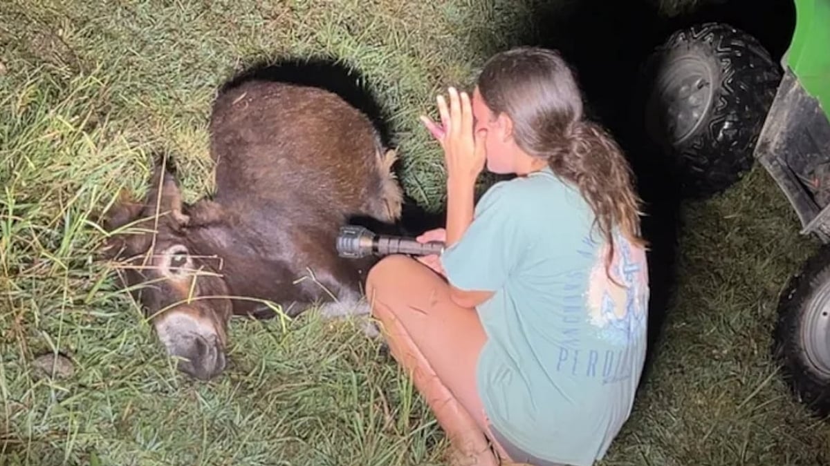 Pet Donkey Shot Dead By Georgia Cop During Missing Child Search, Fundraiser Surpasses $35,000