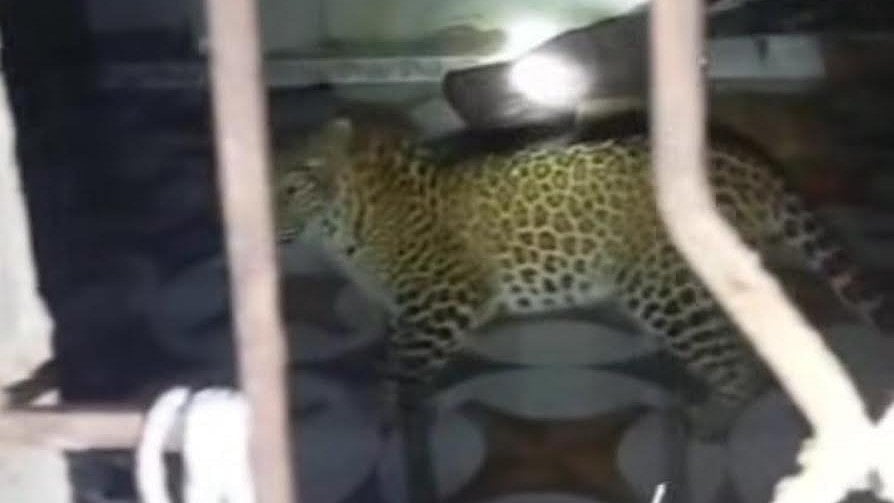 Nashik: Leopard Enters House In Peth At Midnight, Rescued After Two-Hour Operation