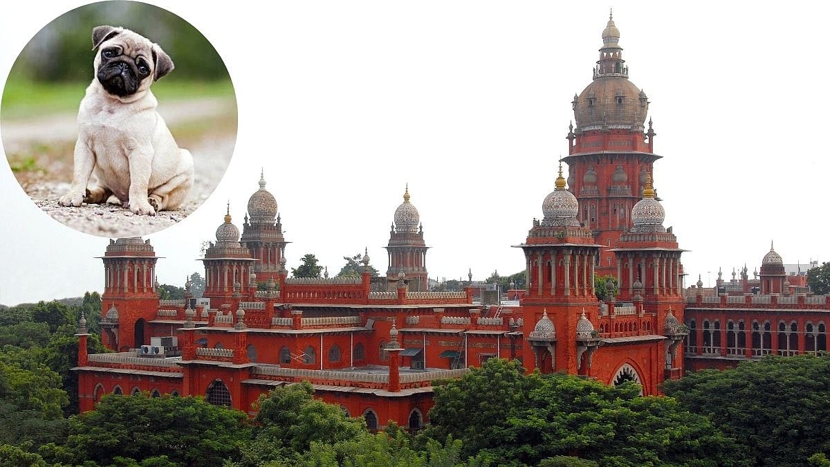 Wife Not Expected To Follow Husband Everywhere Like Vodafone Pug, Says Madras High Court