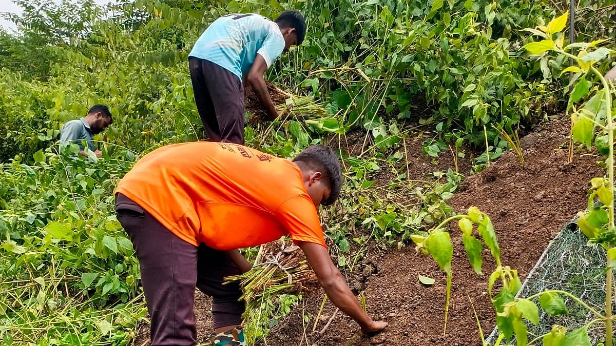 Central Railway to opt for vetiver grass plantation to curb soil erosion in ghat sections