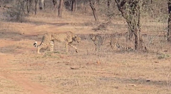 Female Cheetah Nirva Rescued After Going Missing From Kuno National Park | VIDEO