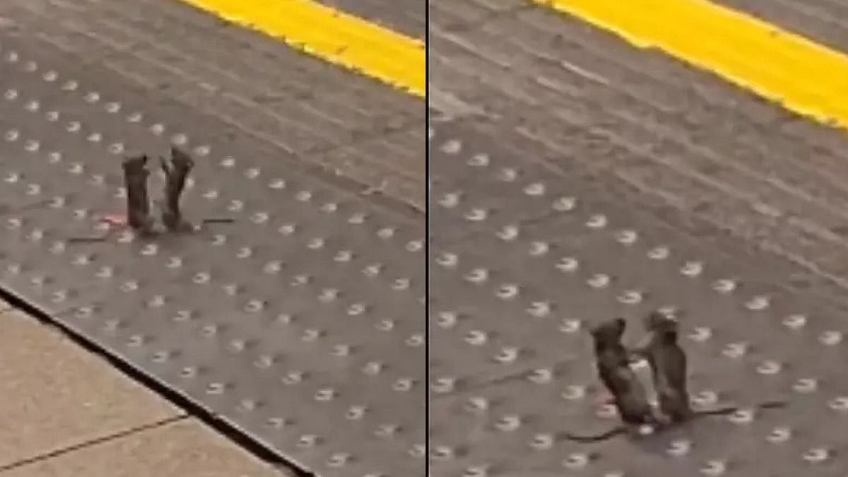WATCH: Two Mice Caught ‘Fighting’ On London Underground Platform; Hilarious Video Leaves Commuters Amused