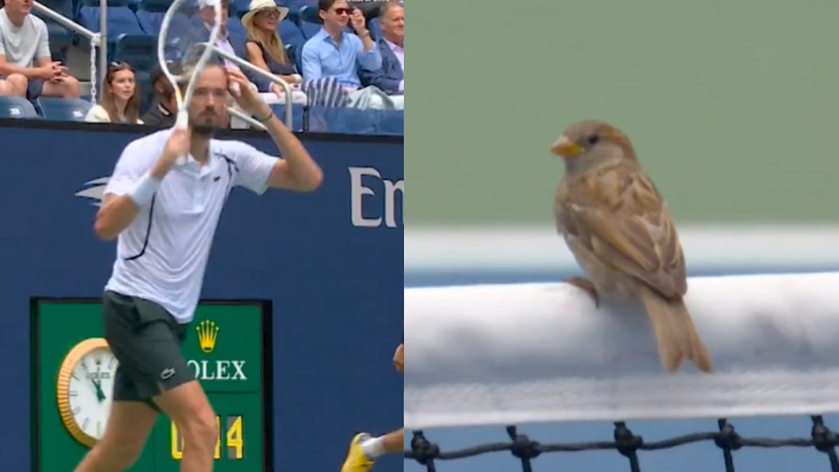 Intruder Alert! Daniil Medvedev Nearly Hits Bird During Bizarre US Open Rally; Umpire Replays Point | Video